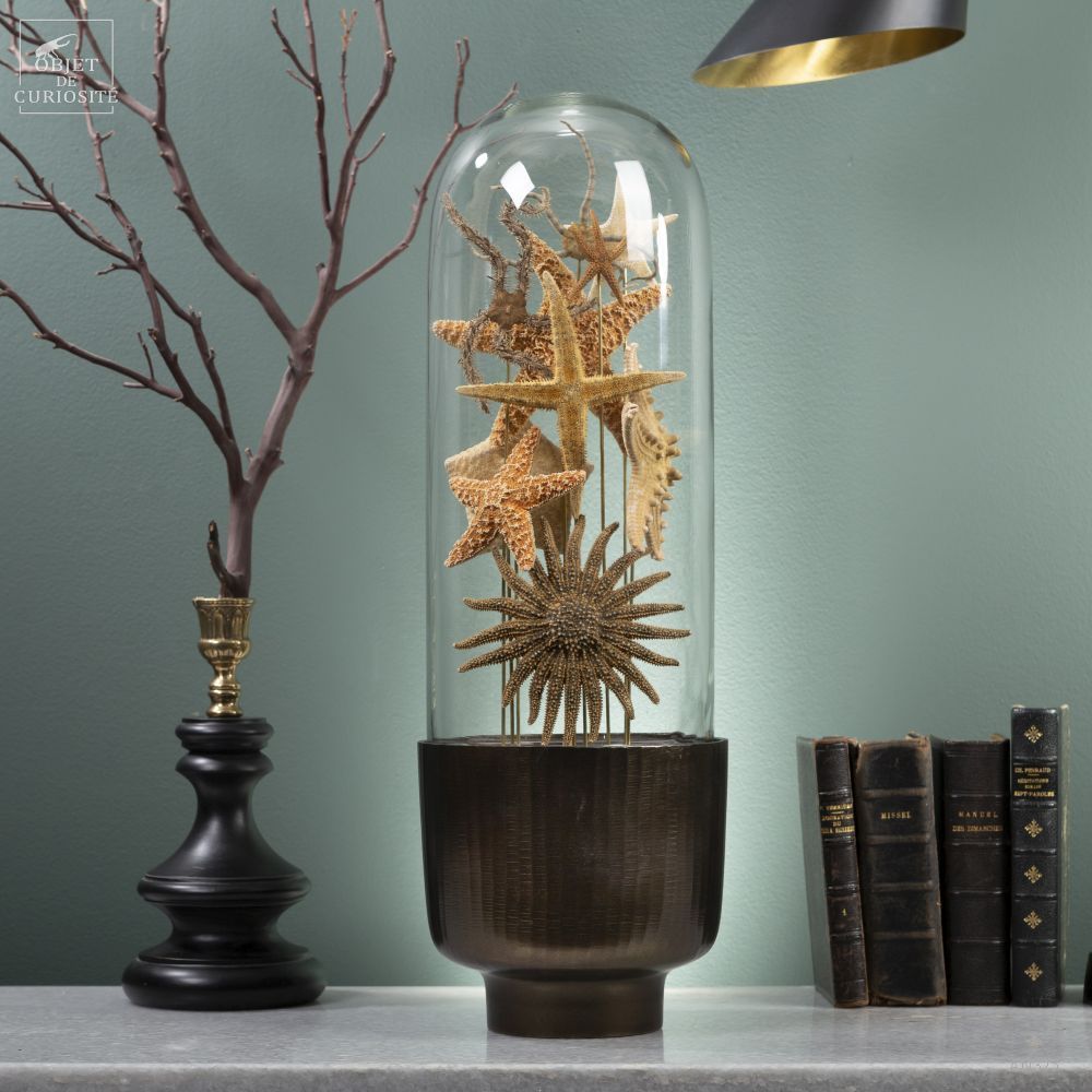 Decorative objects - Our collection of starfish - OBJET DE CURIOSITÉ