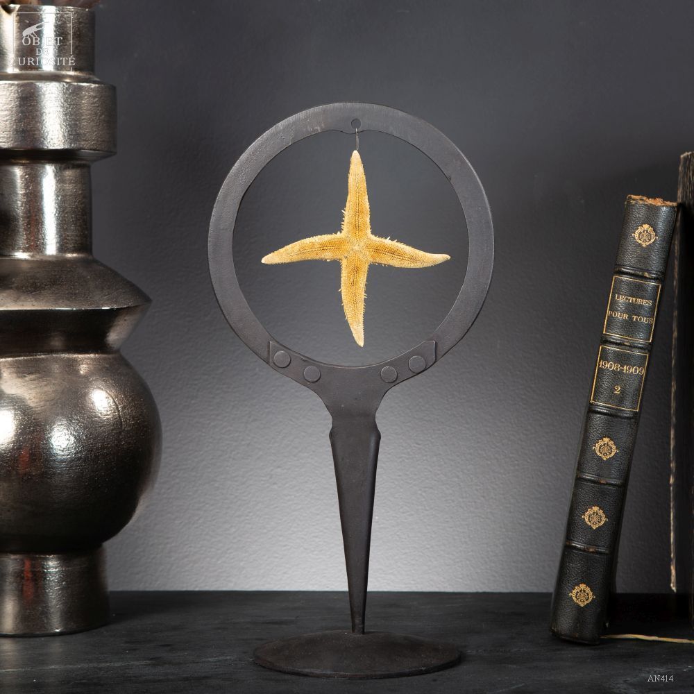 Decorative objects - Our collection of starfish - OBJET DE CURIOSITÉ