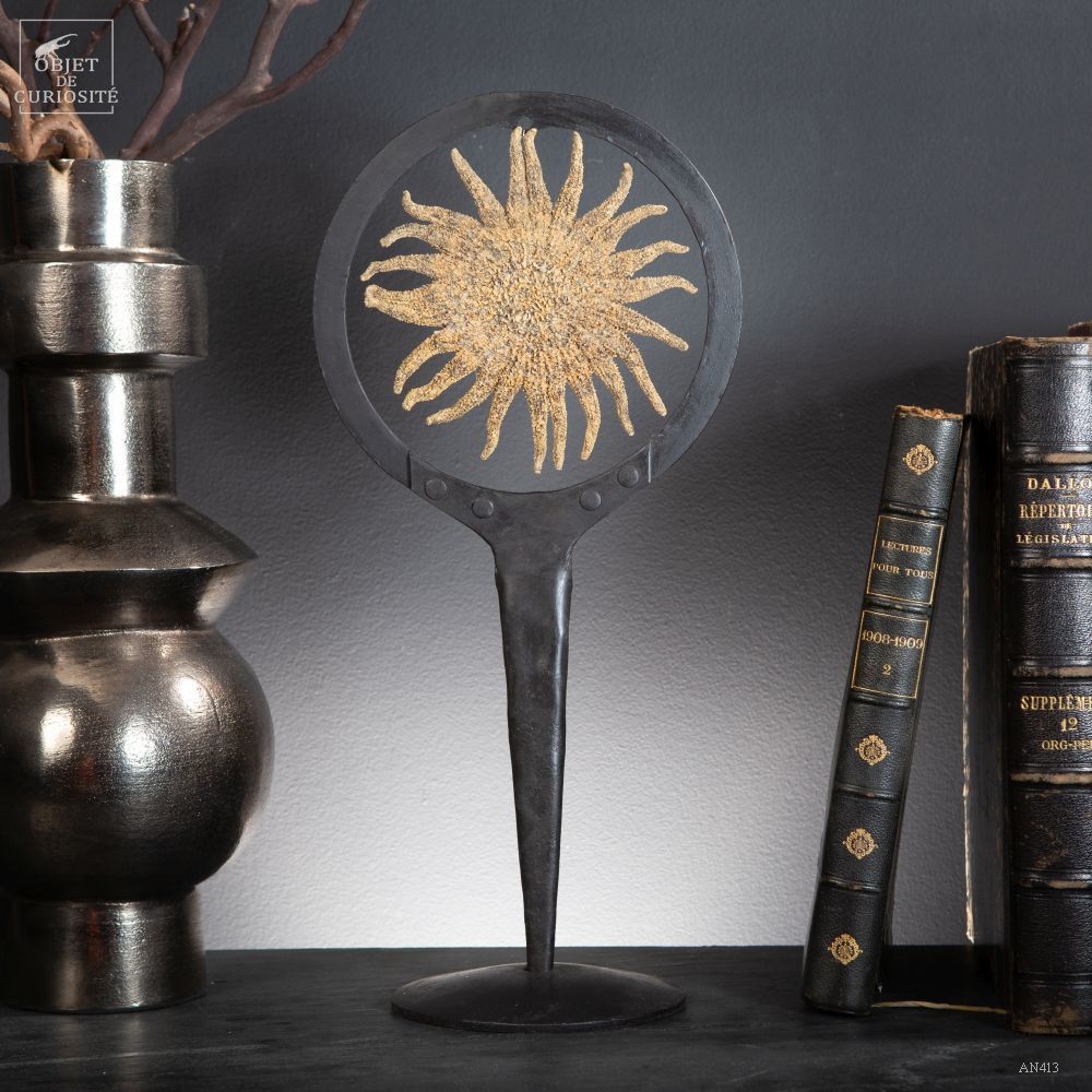 Decorative objects - Our collection of starfish - OBJET DE CURIOSITÉ