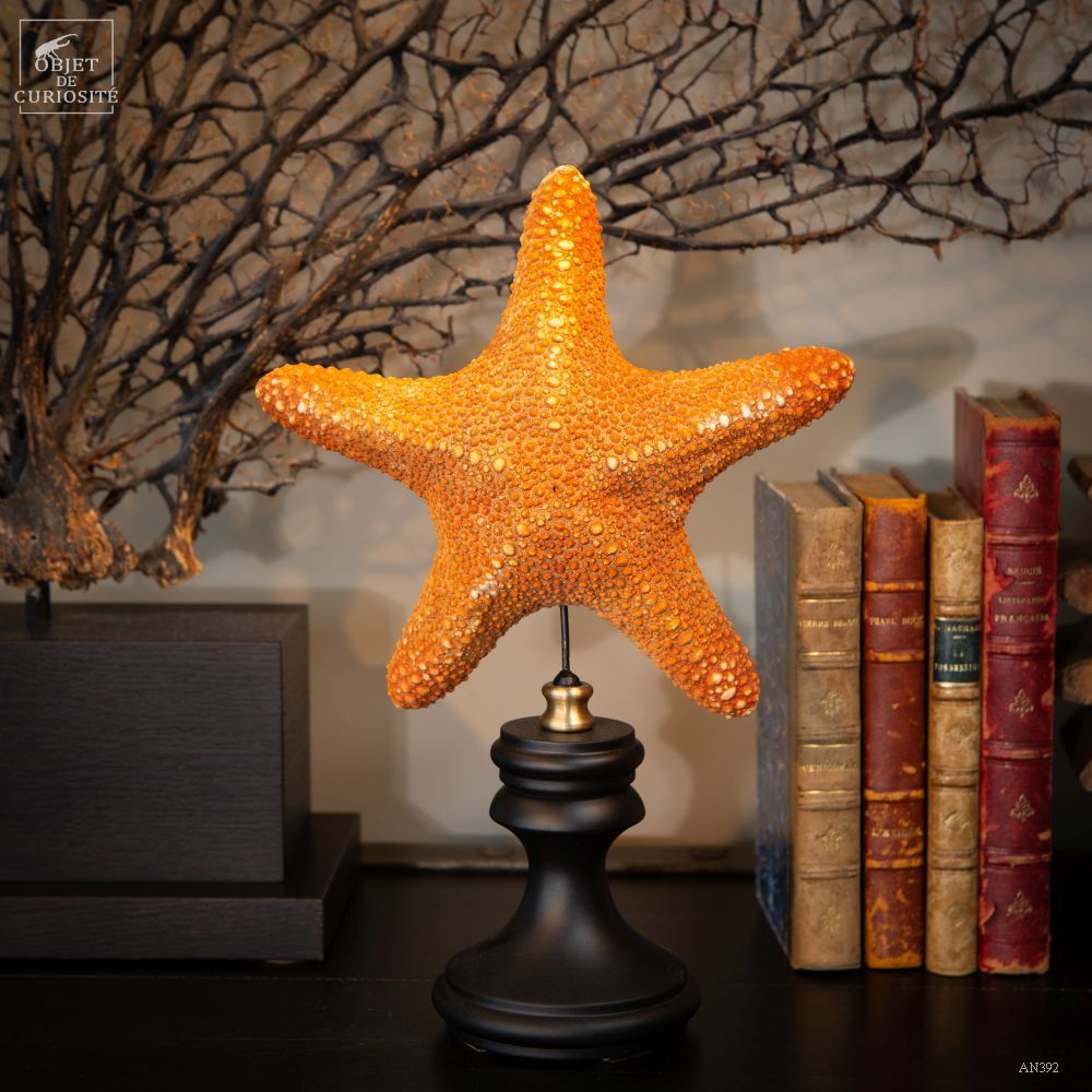 Decorative objects - Our collection of starfish - OBJET DE CURIOSITÉ