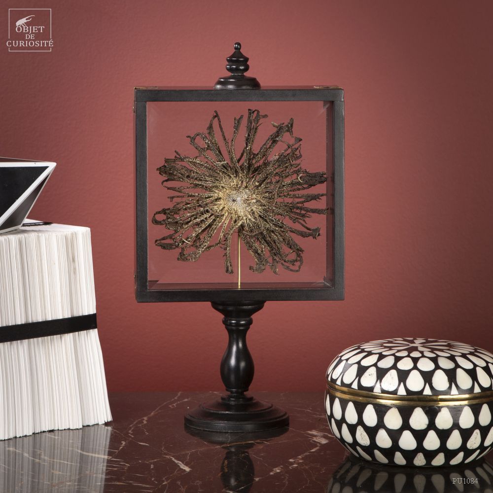 Decorative objects - Our collection of starfish - OBJET DE CURIOSITÉ