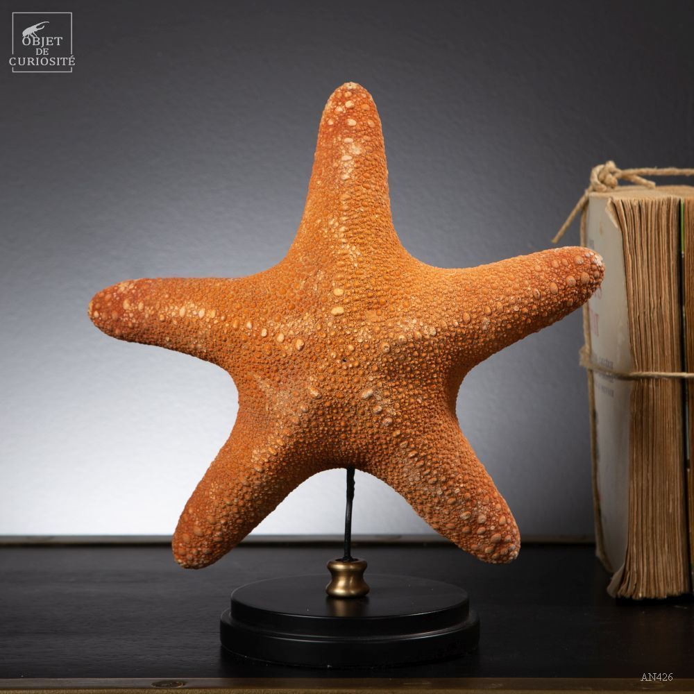 Decorative objects - Our collection of starfish - OBJET DE CURIOSITÉ