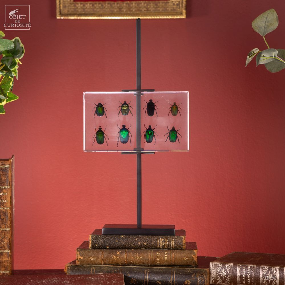 Decorative objects - Our insect collection - OBJET DE CURIOSITÉ