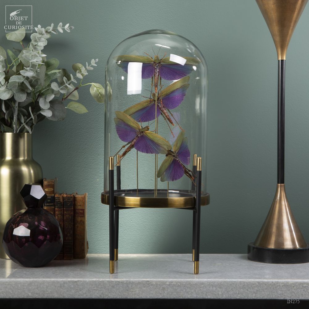 Decorative objects - Our insect collection - OBJET DE CURIOSITÉ