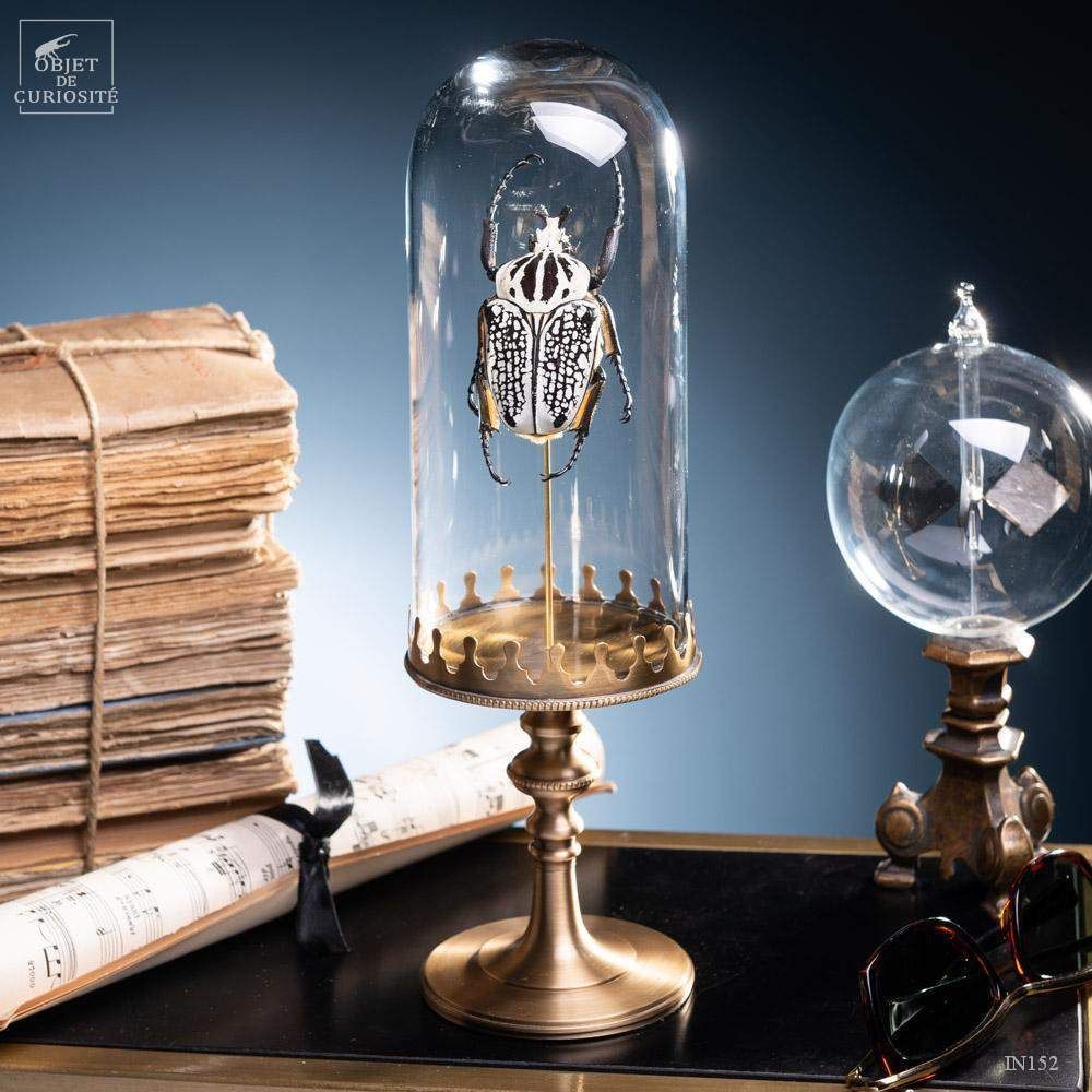 Decorative objects - Our insect collection - OBJET DE CURIOSITÉ