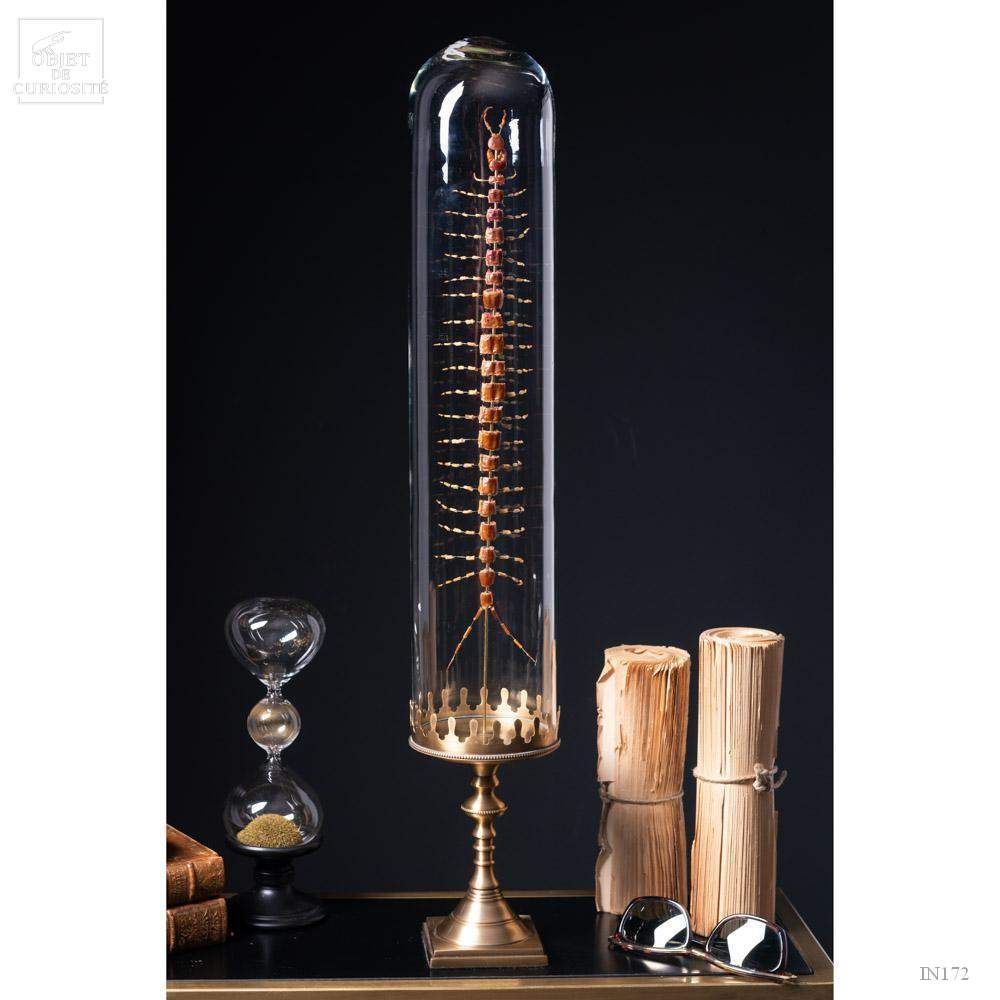 Decorative objects - Our insect collection - OBJET DE CURIOSITÉ