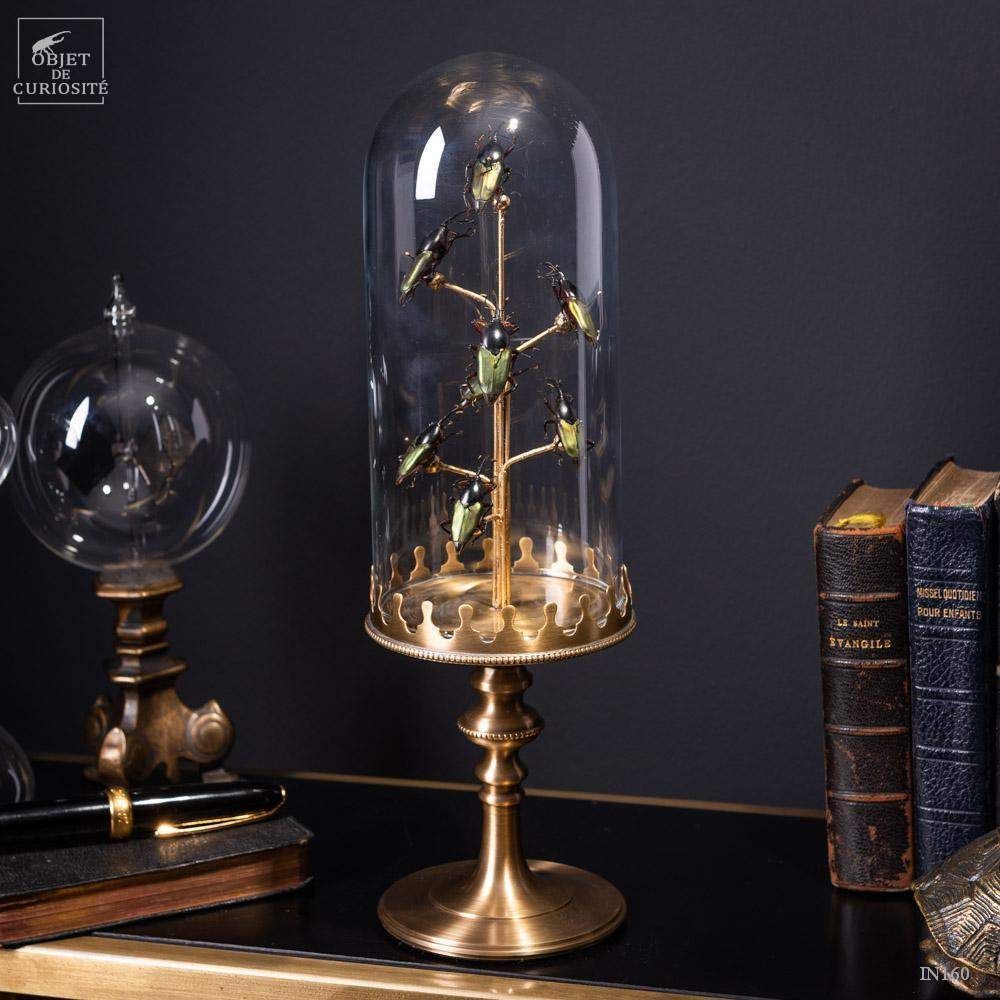 Decorative objects - Our insect collection - OBJET DE CURIOSITÉ