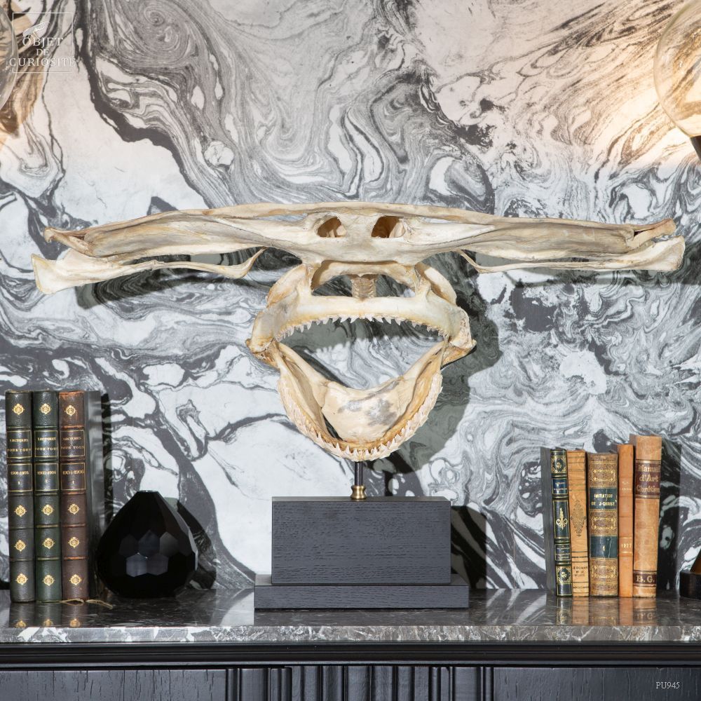 Decorative objects - Our collection of skeletons - OBJET DE CURIOSITÉ