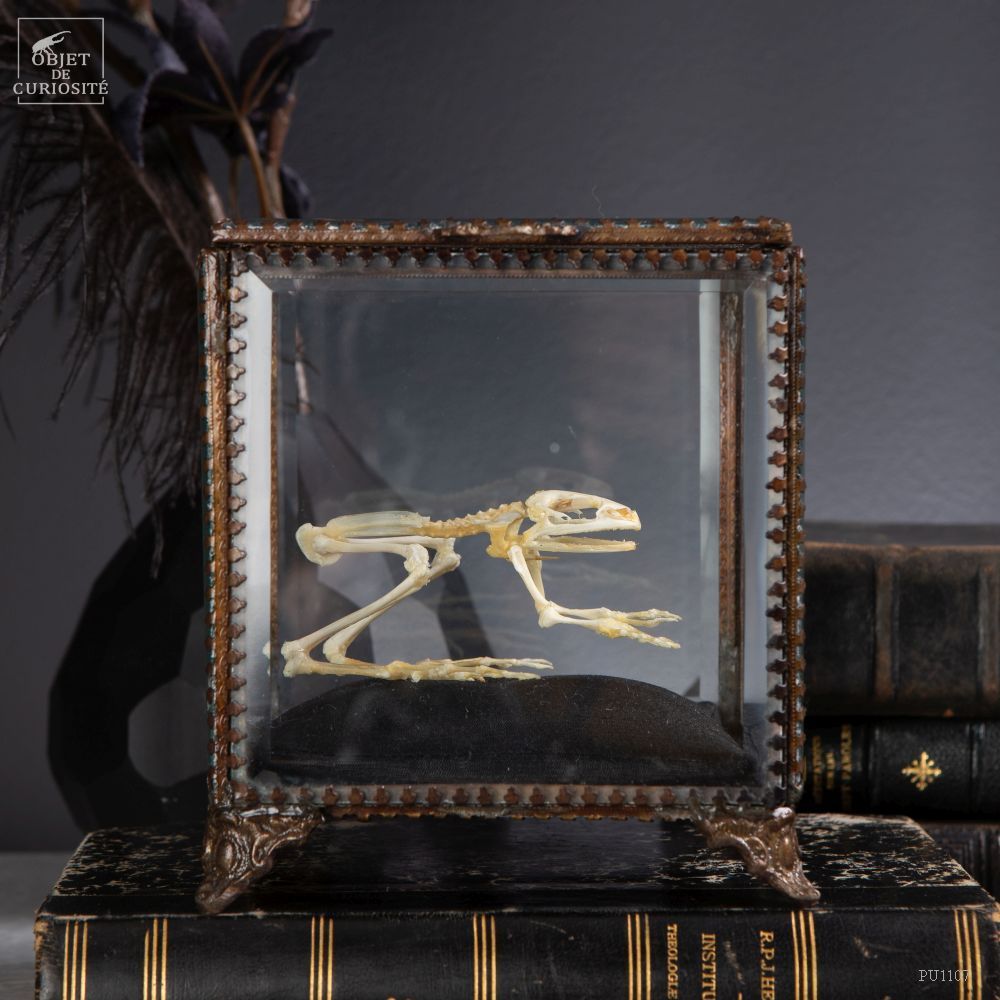 Decorative objects - Our collection of skeletons - OBJET DE CURIOSITÉ
