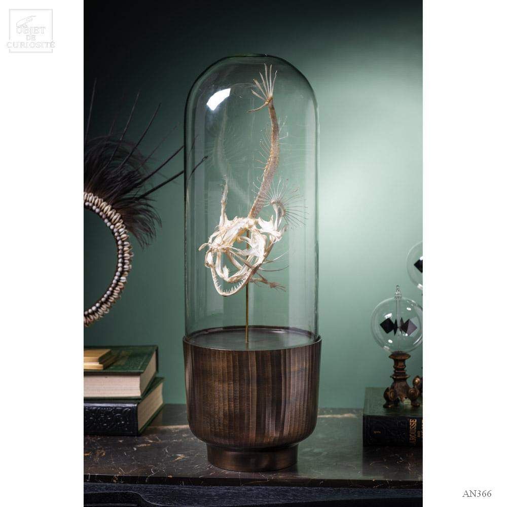 Decorative objects - Our collection of skeletons - OBJET DE CURIOSITÉ