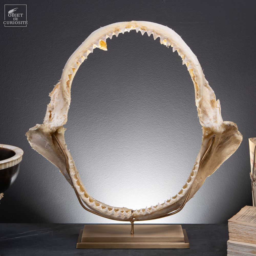 Decorative objects - Our collection of skeletons - OBJET DE CURIOSITÉ
