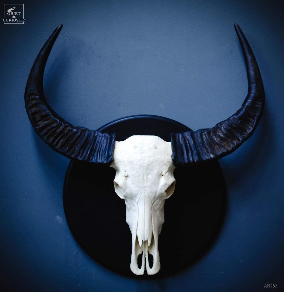 Decorative objects - Our collection of skeletons - OBJET DE CURIOSITÉ