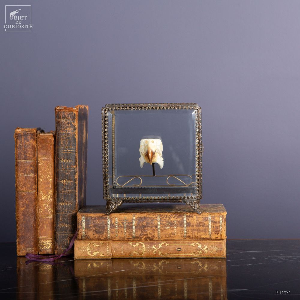 Decorative objects - Our collection of skeletons - OBJET DE CURIOSITÉ