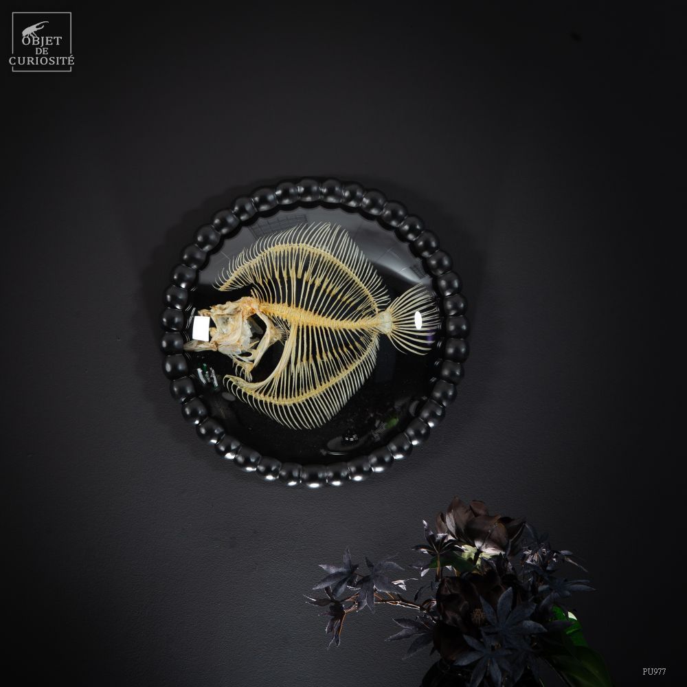 Decorative objects - Our collection of skeletons - OBJET DE CURIOSITÉ
