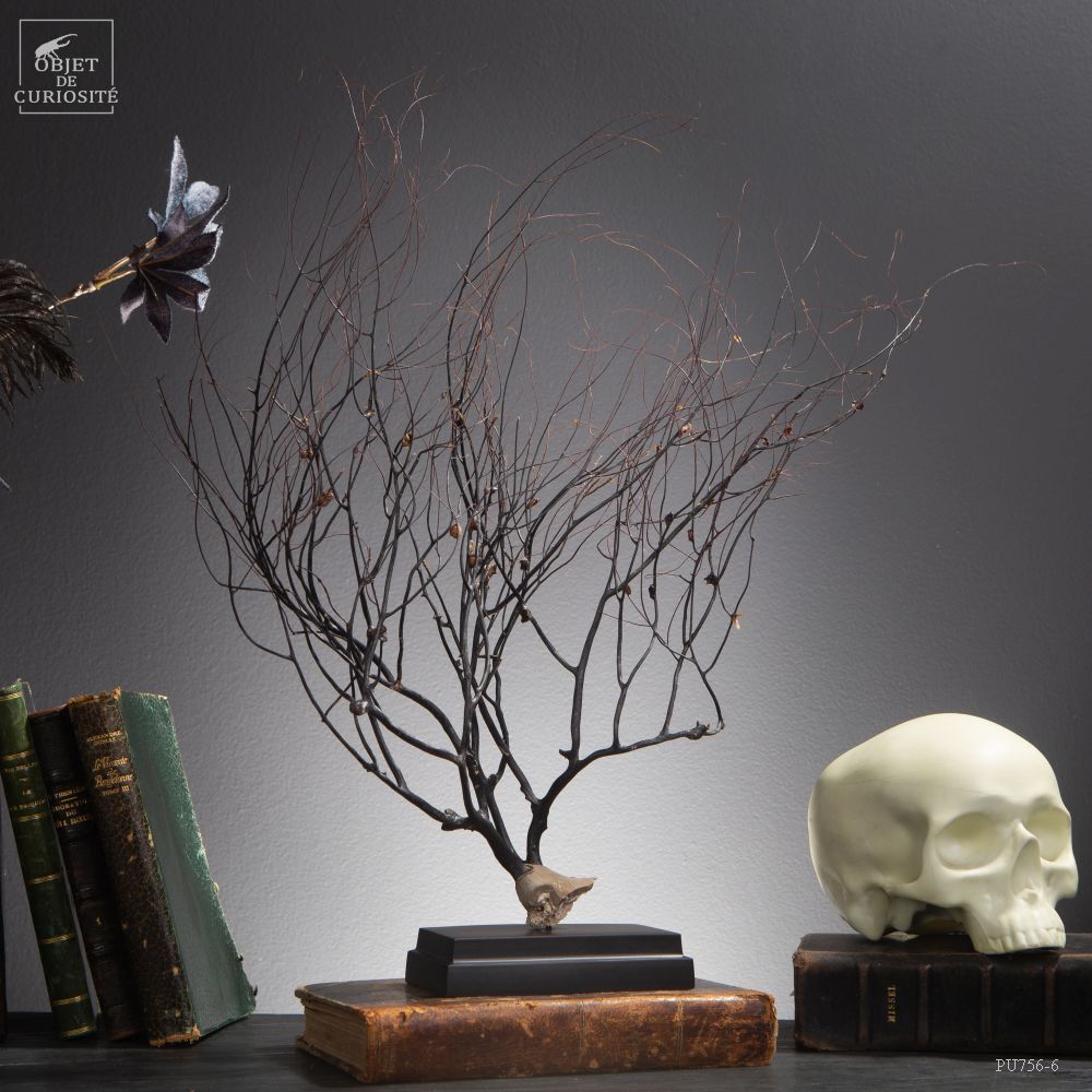 Objets de décoration - Notre collection de gorgones. - OBJET DE CURIOSITÉ
