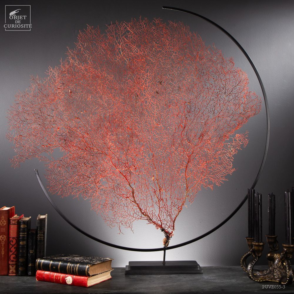 Objets de décoration - Notre collection de gorgones. - OBJET DE CURIOSITÉ