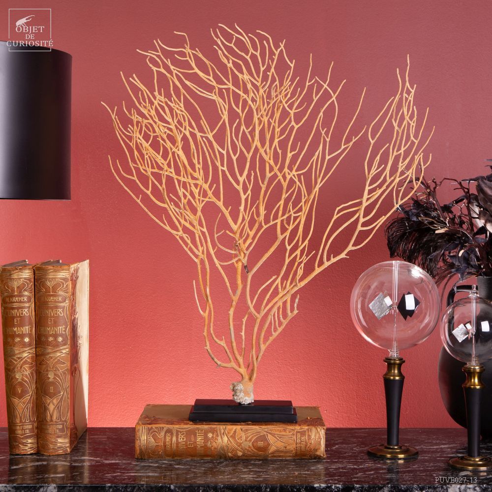 Objets de décoration - Notre collection de gorgones. - OBJET DE CURIOSITÉ