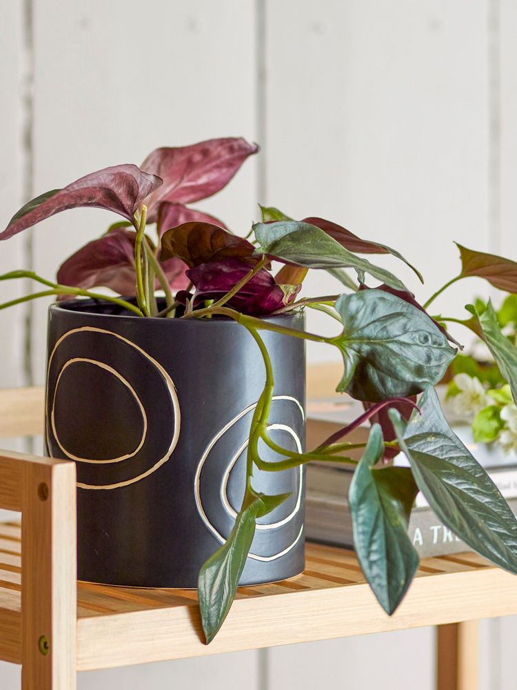 Flower pots - Troy Flowerpot, Black, Stoneware  - BLOOMINGVILLE MULTIBRAND HOUSE