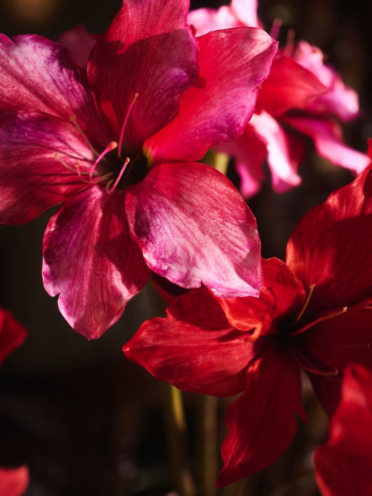 Floral decoration - Artificial Amaryllis - SILK-KA