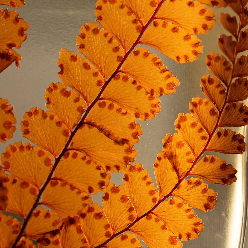 Decorative objects - L'Herbarium de Théophile — La trilogie - Plant immersed in a bott - THEOPHILE BERTHON