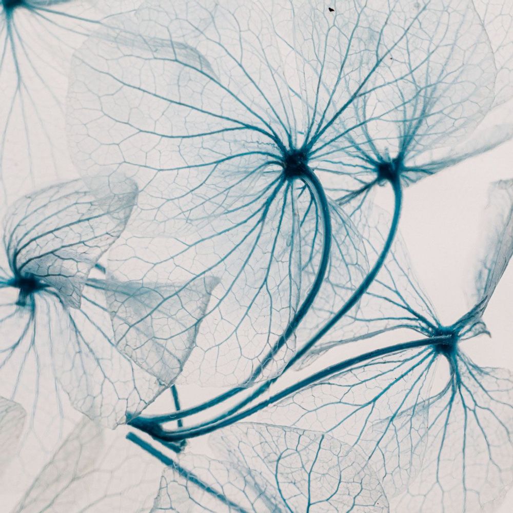 Decorative objects - L'Herbarium de Théophile — La trilogie - Plant immersed in a bott - THEOPHILE BERTHON