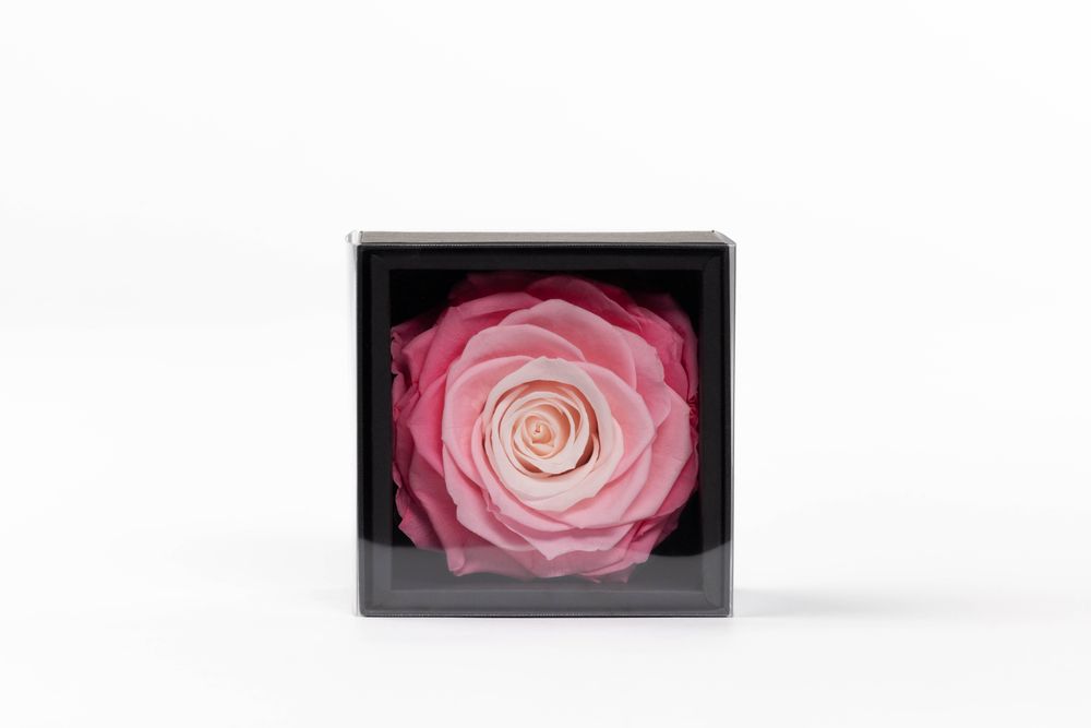 Floral decoration - A secret - My beauty - 1 eternal rose XXL pastel pink - BENOIT SAINT AMAND