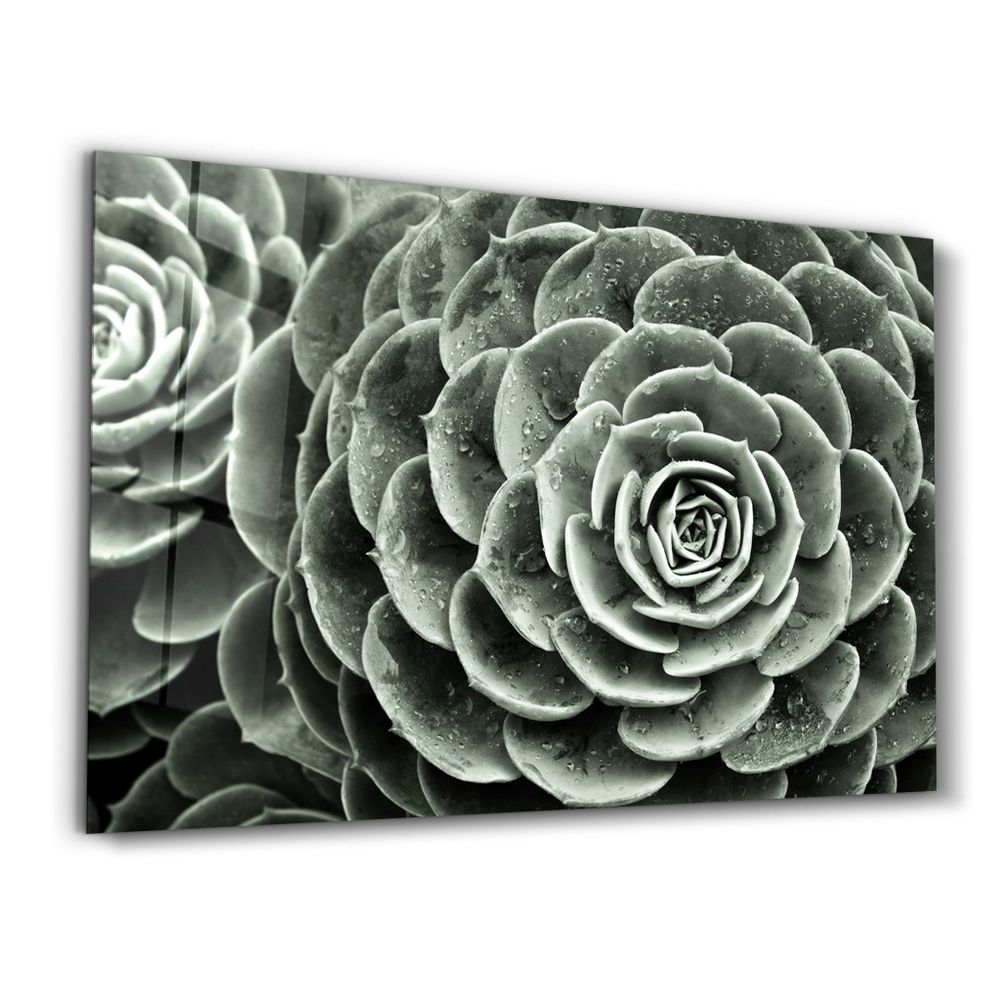 Autres décorations murales - Raindrops On Echeveria | Glass Wall Art - ARTDESIGNA