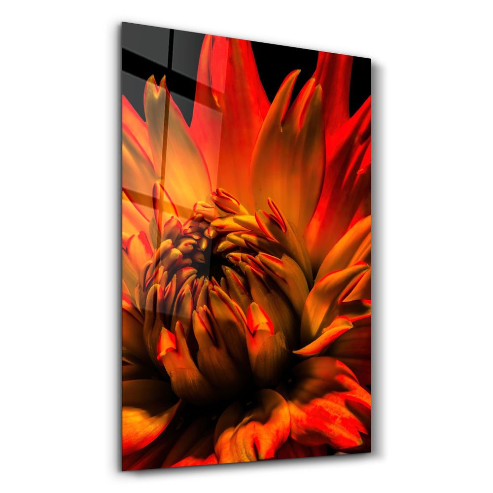 Other wall decoration - Orange Daisy | Glass Wall Art - ARTDESIGNA