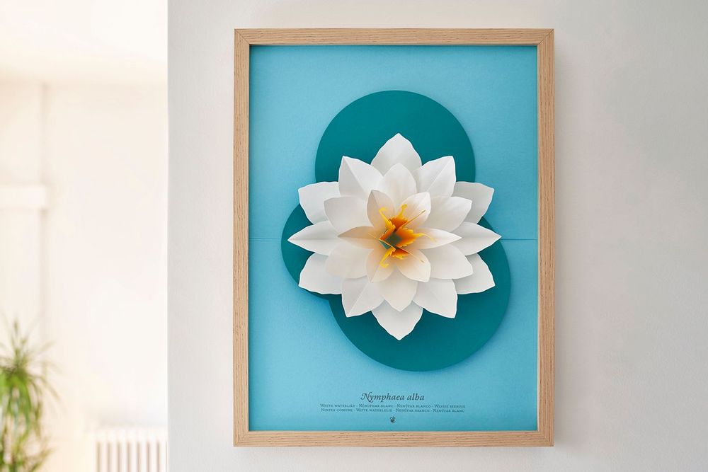 Floral decoration - Nymphaea alba - PLEGO