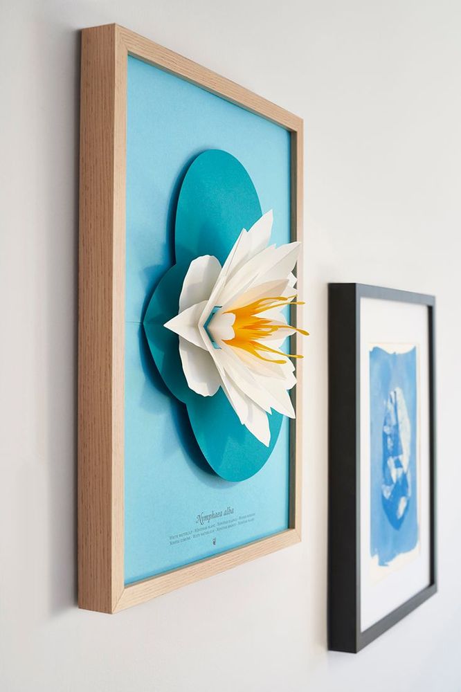 Floral decoration - Nymphaea alba - PLEGO