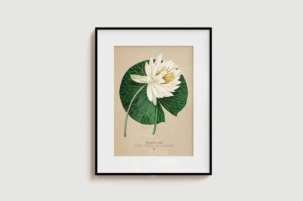 Floral decoration - Nymphaea alba - PLEGO