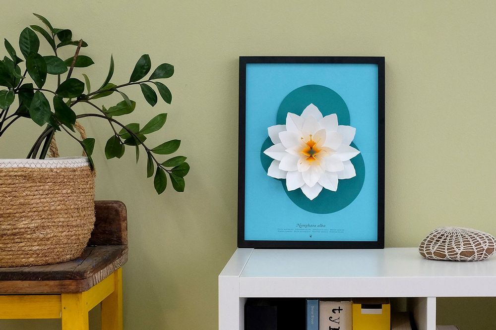 Floral decoration - Nymphaea alba - PLEGO