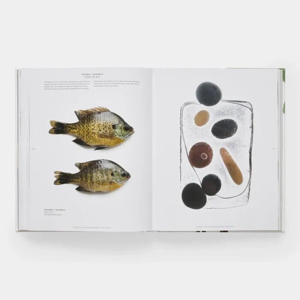 Papeterie - Still: The Art of Noticing - PHAIDON