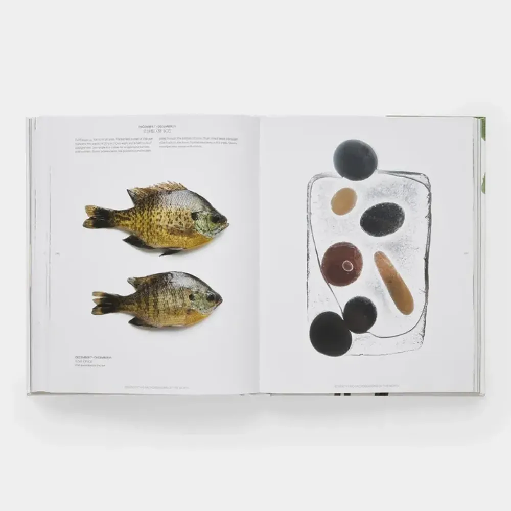 Papeterie - Still: The Art of Noticing - PHAIDON