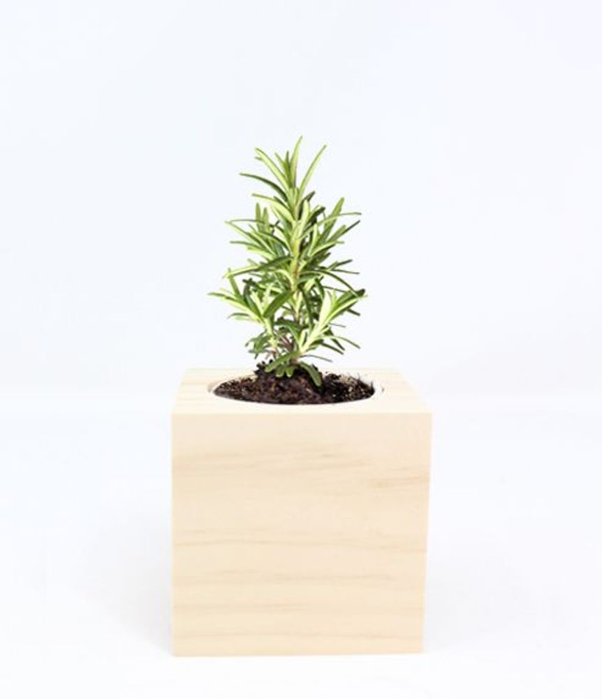 Floral decoration - iGreen Cube - IGREEN GADGETS SRL