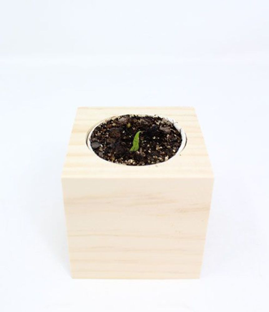 Floral decoration - iGreen Cube - IGREEN GADGETS SRL