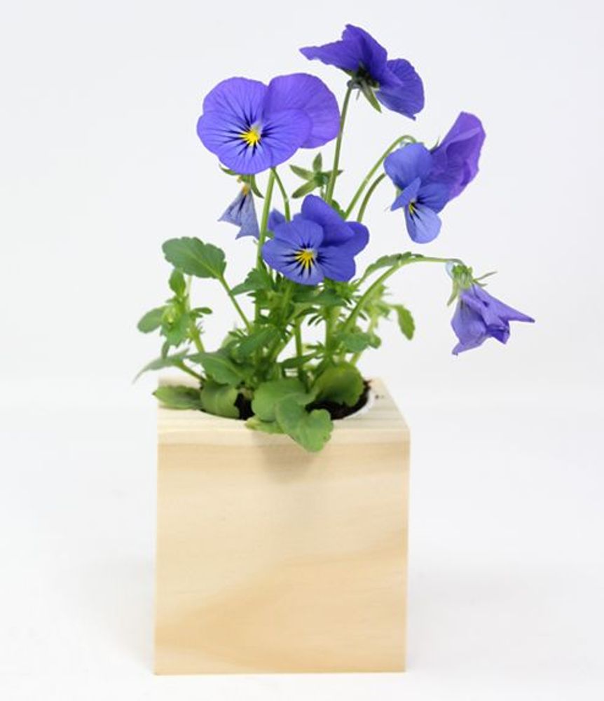 Floral decoration - iGreen Cube - IGREEN GADGETS SRL
