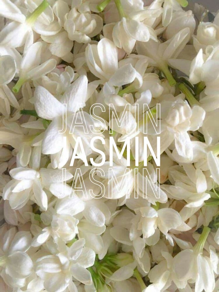 Parfums pour soi et eaux de toilette - L'ORIGINE, le parfum solide n°1 - SIS FRAGRANCES