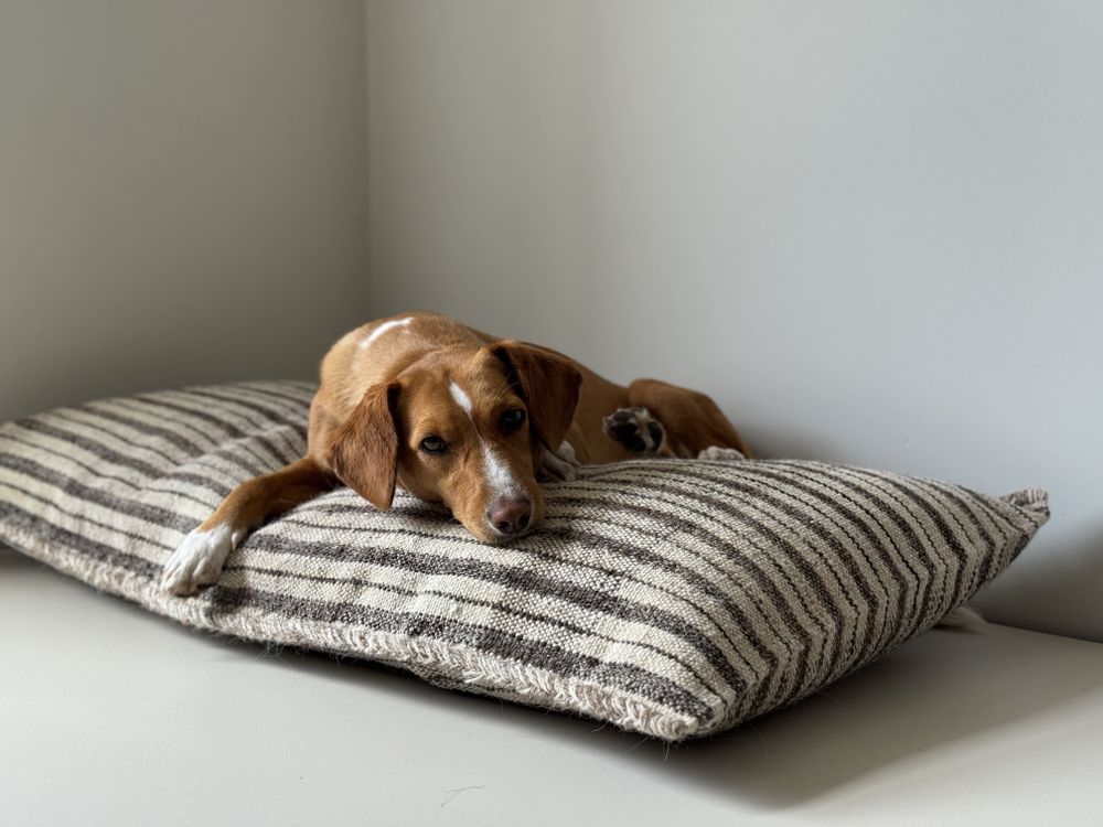Comforters and pillows - Vintage handwoven dog bed - Unique pieces - STUDIO AUGUSTIN