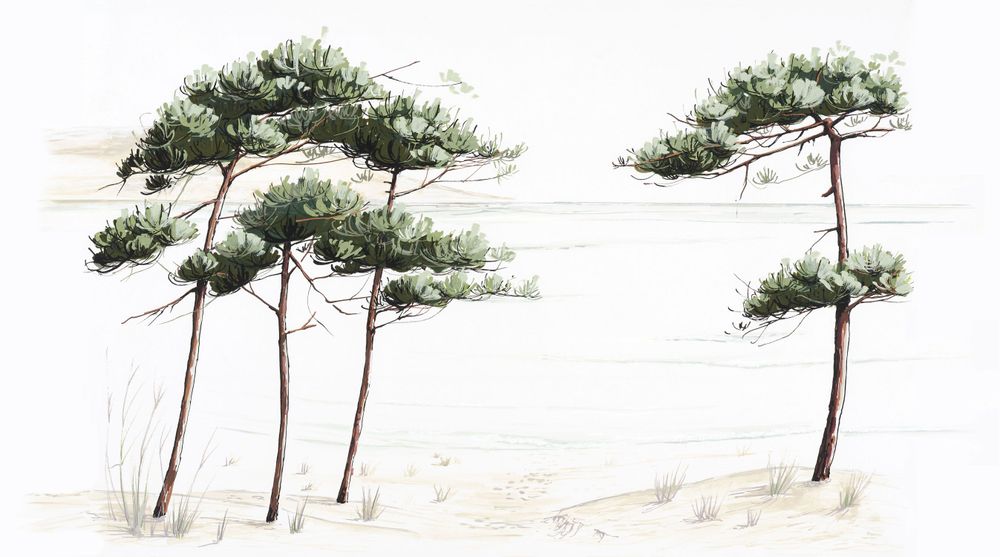 Other wall decoration - Pines du Bassin panoramic wallpaper - ACTE-DECO