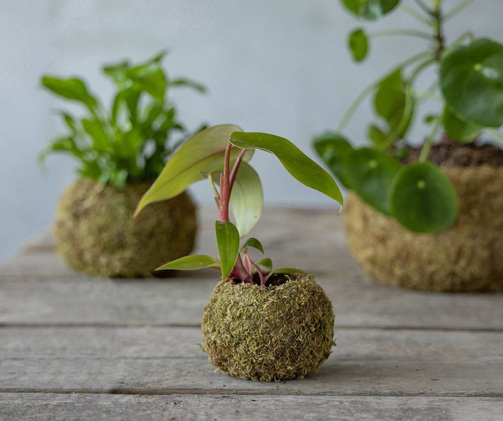 Garden accessories - Esschert's Garden, Water in the Garden: Each garden can be special with our ecological and nature-friendly products (saving water, etc...) - ESSCHERT DESIGN
