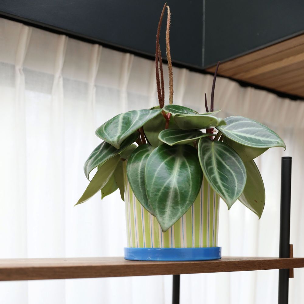 Vases - Planter ray orange/green/yellow - &KLEVERING