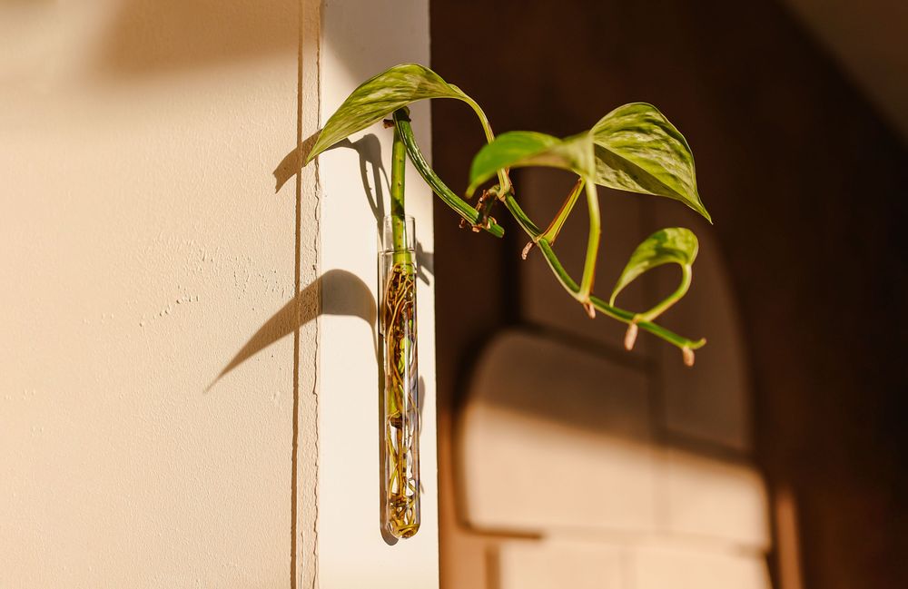 Vases - Walleaf (1 pack) - WALLEAF