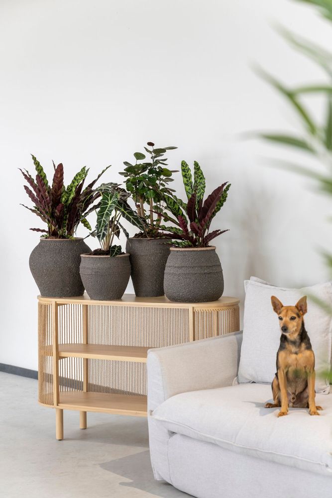 Flower pots - Mediterranean collection - POTTERY POTS
