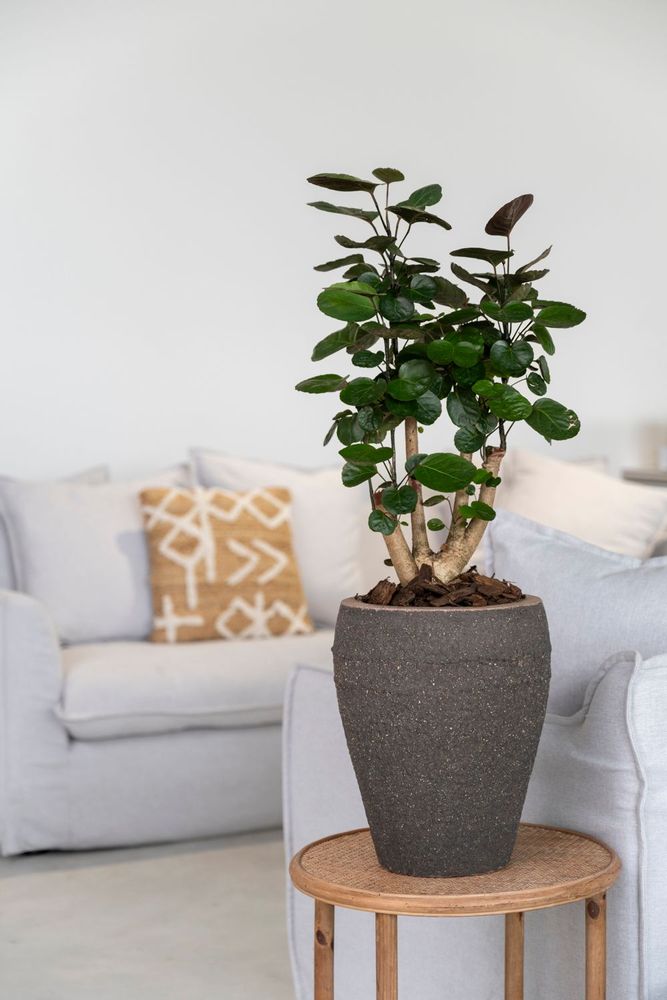Flower pots - Mediterranean collection - POTTERY POTS