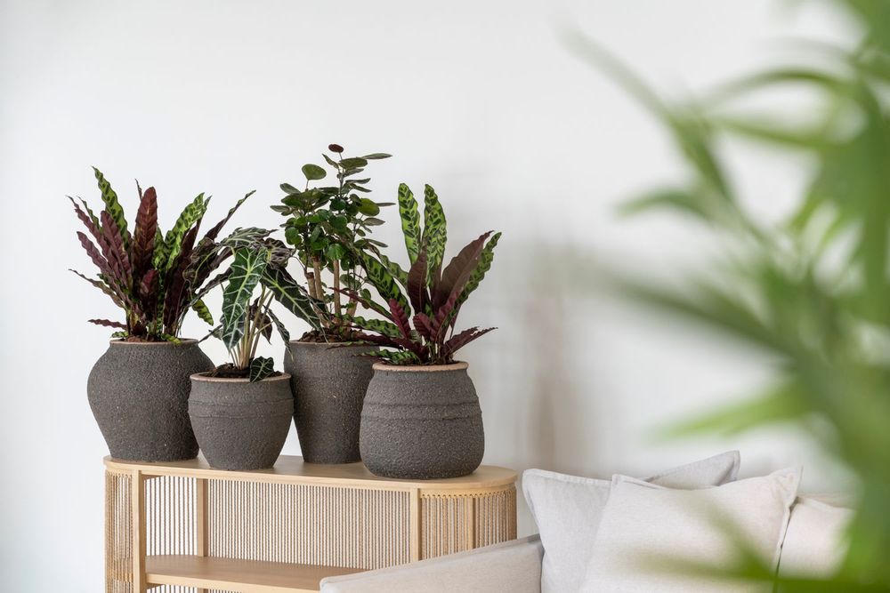 Flower pots - Mediterranean collection - POTTERY POTS