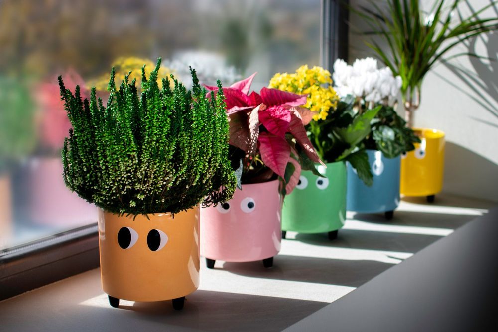 Décorations florales - POT DE FLEURS YEUX - FISURA