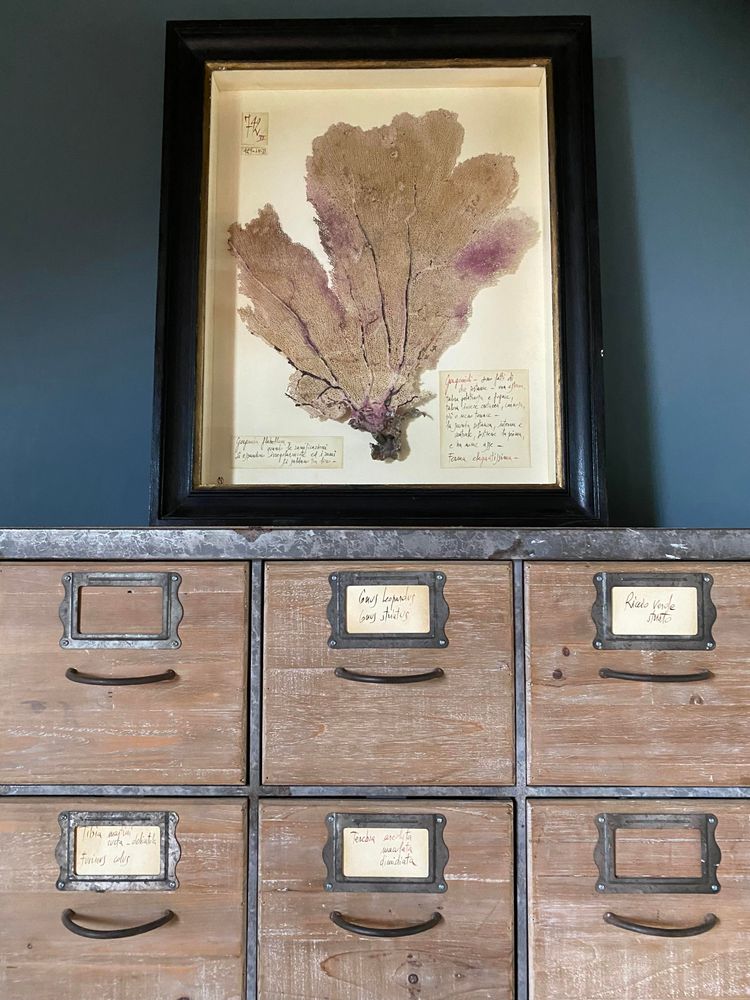 Objets de décoration - La chambre des merveilles - OFFICINA NATURALIS