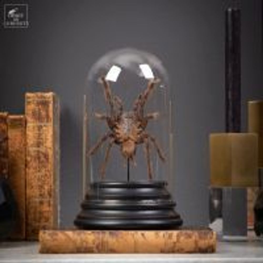 Decorative objects - Our insect collection - OBJET DE CURIOSITÉ
