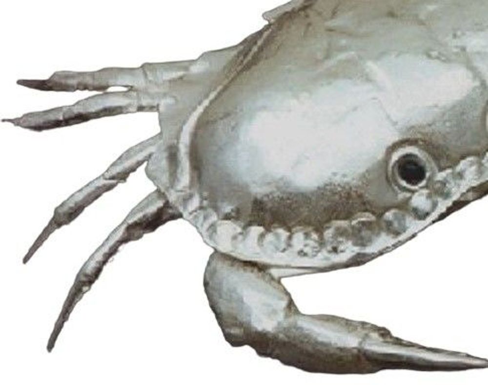 Bols - Petit crabe bol à caviar - FRANCO LAPINI 1963